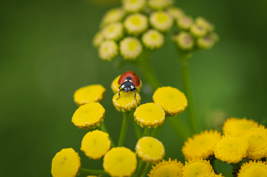 ladybug, insect, coccinellidae-8510291.jpg