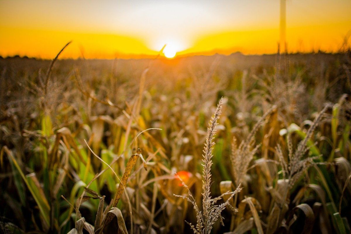 corn, field, seeds-5134432.jpg